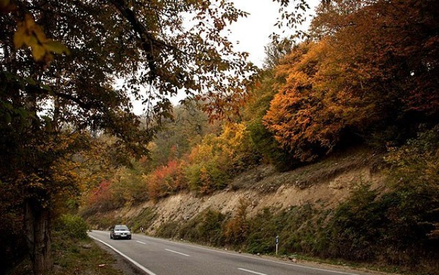 جاذبه های گردشگری - جنگل توسکستان