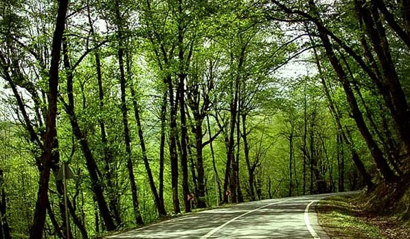 جنگل دالخانی